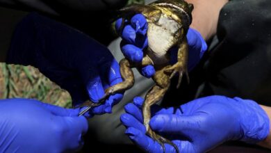 Chile’s giant ‘living fossil’ frog faces threat from climate change and humans