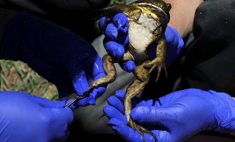 Chile’s giant ‘living fossil’ frog faces threat from climate change and humans