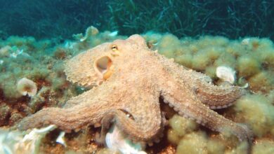 Octopuses and their relatives are a new animal welfare frontier