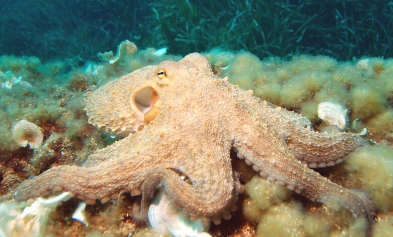 Octopuses and their relatives are a new animal welfare frontier