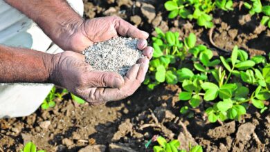 Sci-Five | The Hindu Science Quiz: On Soil